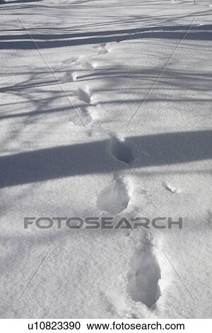 Footprints in the snow View Large Photo Image Stock Image - Footprints in the snow. Fotosearch