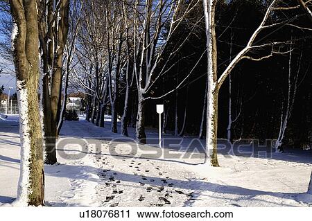 Footprints in the snow View Large Photo Image Stock Image - Footprints in the snow. Fotosearch