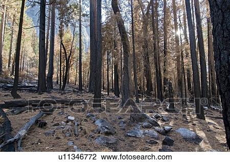 Forest floor, Kings Canyon National Park, California, USA View Large Photo Image Stock Image - Forest floor, Kings Canyon National Park, California, USA . Fotosearch