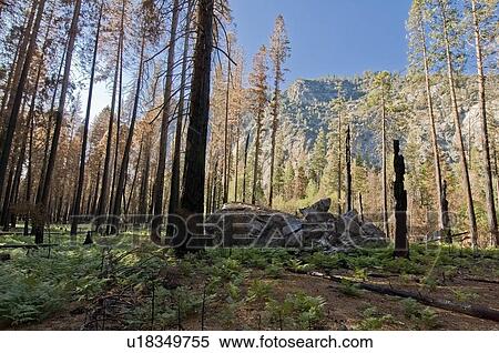 Stock Photography - Forest floor, Kings Canyon National Park, California, USA . Fotosearch