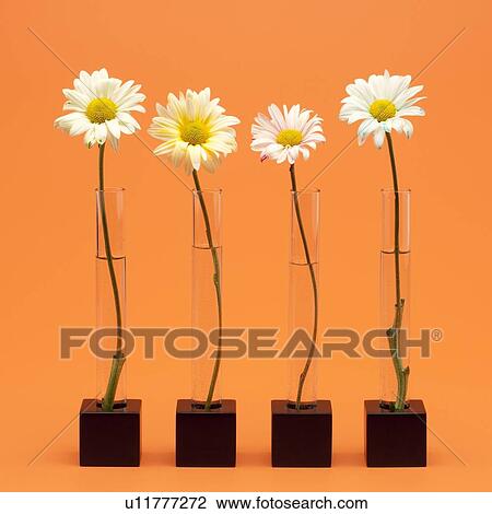 Stock Image - Four flowers. Fotosearch