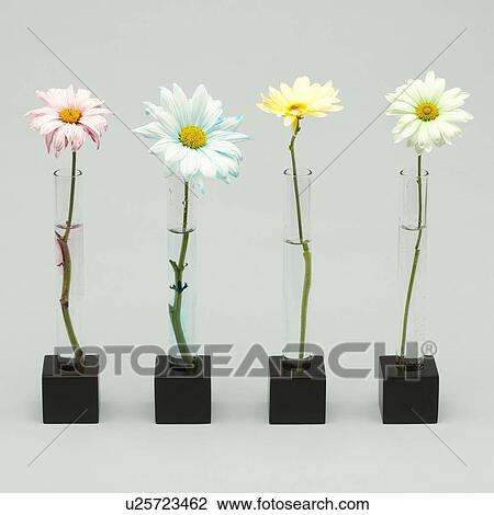 Stock Image - Four flowers. Fotosearch
