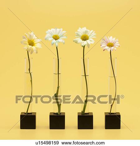 Four flowers View Large Photo Image Stock Photo - Four flowers. Fotosearch