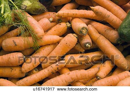 Stock Photo - Fresh carrots. Fotosearch