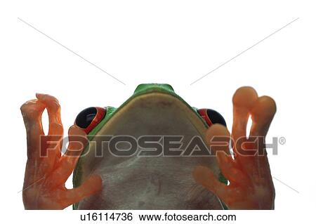 Stock Photograph - Frog deep in thought. Fotosearch