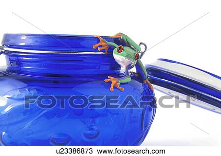 Frog hanging on a jar View Large Photo Image Stock Image - Frog hanging on a jar. Fotosearch