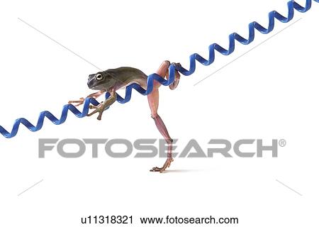 Frog hanging on blue cord View Large Photo Image Stock Image - Frog hanging on blue cord. Fotosearch