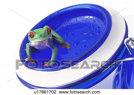 Stock Image - Frog on a jar lid. Fotosearch