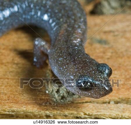 Garden slender salamander (Batrachoseps major major) View Large Photo Image Stock Photograph - Garden slender salamander (Batrachoseps major major) . Fotosearch