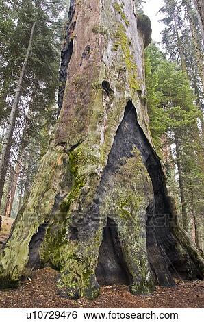 Giant dead Sequoia tree, Sequoia National Park, California, USA View Large Photo Image Stock Photograph - Giant dead Sequoia tree, Sequoia National Park, California, USA . Fotosearch