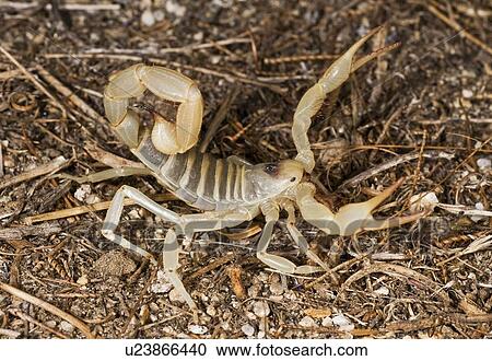 Giant desert hairy scorpion (Hadrurus arizonensis) View Large Photo Image Stock Image - Giant desert hairy scorpion (Hadrurus arizonensis). Fotosearch
