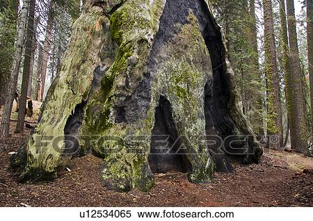 Giant Sequoia tree, Sequoia National Park, California, USA View Large Photo Image Stock Photography - Giant Sequoia tree, Sequoia National Park, California, USA . Fotosearch