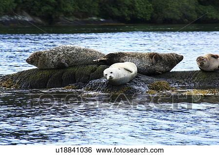 Glengarriff, Co Cork, Ireland; Group of seals lounging on rocks View Large Photo Image Stock Photograph - Glengarriff, Co Cork, Ireland; Group of seals lounging on rocks. Fotosearch