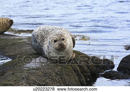Stock Photo - Glengarriff, Co Cork, Ireland; Seal lounging on a rock. Fotosearch