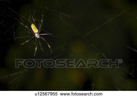 Golden silk spider View Large Photo Image Stock Photography - Golden silk spider. Fotosearch