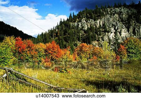 Stock Image - Grand Teton, Wyoming, USA; Autumn trees beneath a mountain. Fotosearch