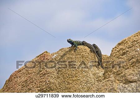 Stock Photo - Granite spiny lizard and a Great Basin fence lizard basking on a granite boulder . Fotosearch