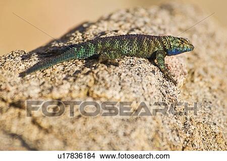 Granite spiny lizard, (Sceloporus orcutti), California, USA; lizard in breeding coloration View Large Photo Image Picture - Granite spiny lizard, (Sceloporus orcutti), California, USA; lizard in breeding coloration. Fotosearch