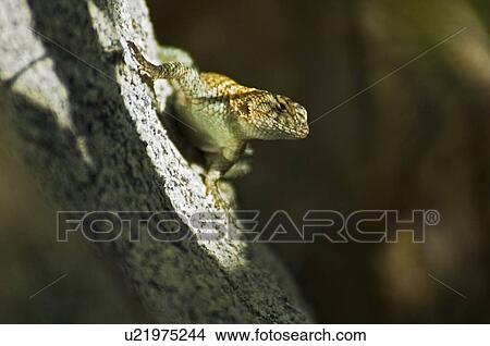 Granite Spiny Lizard (Sceloporus orcutti) View Large Photo Image Picture - Granite Spiny Lizard (Sceloporus orcutti). Fotosearch