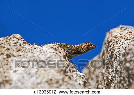 Granite Spiny Lizard (Sceloporus orcutti) View Large Photo Image Stock Image - Granite Spiny Lizard (Sceloporus orcutti). Fotosearch