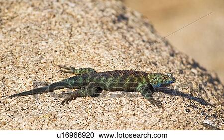 Stock Image - Granite spiny lizard, (Sceloporus orcutti)in breeding coloration. Fotosearch