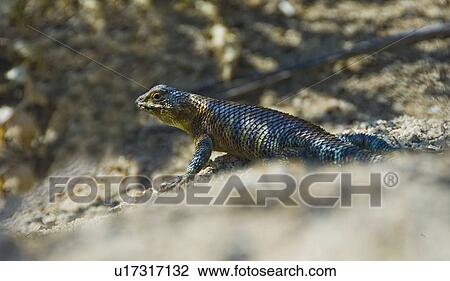 Granite spiny lizard (Sceloporus orcutti) View Large Photo Image Stock Image - Granite spiny lizard (Sceloporus orcutti). Fotosearch