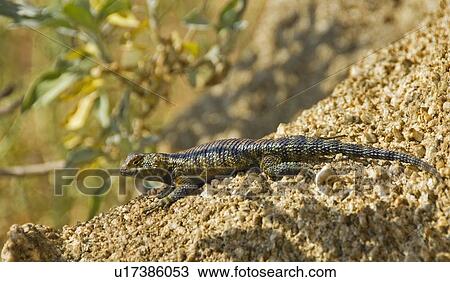 Granite spiny lizard (Sceloporus orcutti) View Large Photo Image Stock Image - Granite spiny lizard (Sceloporus orcutti). Fotosearch