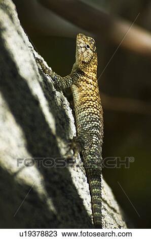 Granite spiny lizard (Sceloporus orcutti) View Large Photo Image Stock Image - Granite spiny lizard (Sceloporus orcutti). Fotosearch