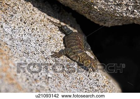 Granite Spiny Lizard (Sceloporus orcutti) View Large Photo Image Stock Image - Granite Spiny Lizard (Sceloporus orcutti). Fotosearch