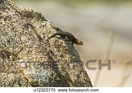Granite spiny lizard (Sceloporus orcutti) View Large Photo Image Stock Photography - Granite spiny lizard (Sceloporus orcutti). Fotosearch