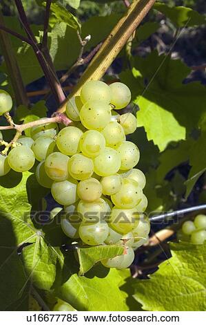 Grapes on the vine View Large Photo Image Stock Photography - Grapes on the vine. Fotosearch