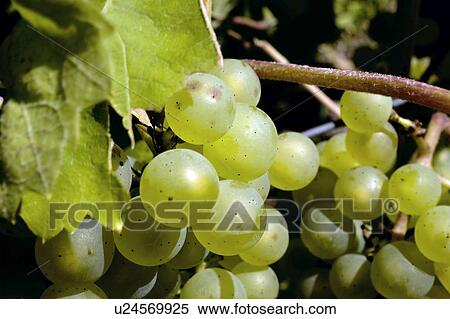 Grapes on the vine View Large Photo Image Stock Photography - Grapes on the vine. Fotosearch