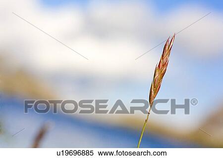 Stock Photography - Grass in seed. Fotosearch