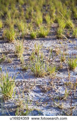 Stock Photo - Grass in the desert. Fotosearch