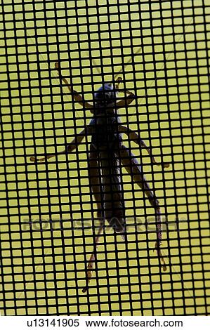 Stock Photography - Grasshopper on insect net. Fotosearch