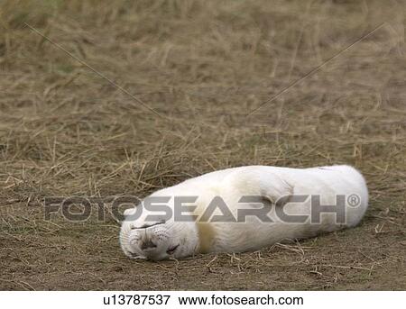 Gray Seal (Halichoerus grypus); Baby seal playing on the ground View Large Photo Image Stock Photo - Gray Seal (Halichoerus grypus); Baby seal playing on the ground. Fotosearch