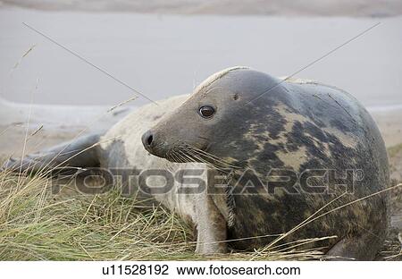 Stock Image - Gray Seal (Halichoerus grypus), Donna Nook, Lincolnshire, England; Seal lying down. Fotosearch