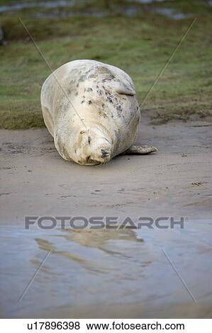 Stock Photo - Gray Seal (Halichoerus grypus), Donna Nook, Lincolnshire, England; seal resting on the ground. Fotosearch