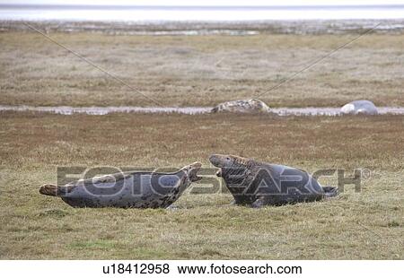 Gray Seal (Halichoerus grypus), Donna Nook, Lincolnshire, England; Adult seal communicating View Large Photo Image Stock Photo - Gray Seal (Halichoerus grypus), Donna Nook, Lincolnshire, England; Adult seal communicating. Fotosearch