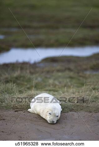Stock Photo - Gray Seal (Halichoerus grypus), Donna Nook, Lincolnshire, England; Young Seal lying on grass. Fotosearch