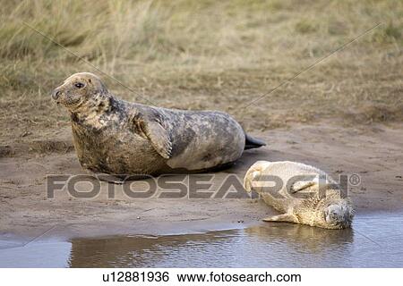 Gray Seal (Halichoerus grypus), Donna Nook, Lincolnshire, England; seal and seal pup resting on the ground View Large Photo Image Stock Photograph - Gray Seal (Halichoerus grypus), Donna Nook, Lincolnshire, England; seal and seal pup resting on the ground. Fotosearch