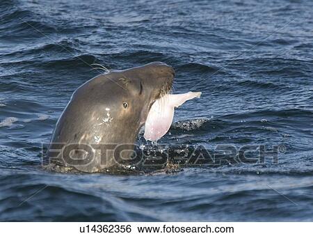Gray Seal (Halichoerus grypus), Donna Nook, Lincolnshire, England; Seal with a fish in its mouth View Large Photo Image Stock Photograph - Gray Seal (Halichoerus grypus), Donna Nook, Lincolnshire, England; Seal with a fish in its mouth. Fotosearch