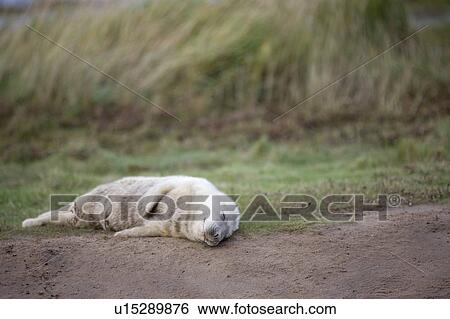 Gray Seal (Halichoerus grypus), Donna Nook, Lincolnshire, England; Baby seal sleeping on the ground View Large Photo Image Stock Photograph - Gray Seal (Halichoerus grypus), Donna Nook, Lincolnshire, England; Baby seal sleeping on the ground. Fotosearch