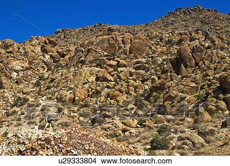 Picture - Great Basin Collared Lizard, Joshua Tree National Park, California, USA. Fotosearch