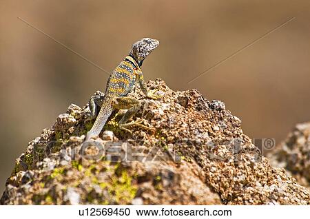 Stock Image - Great Basin collared lizard (Crotaphytus bicinctores). Fotosearch