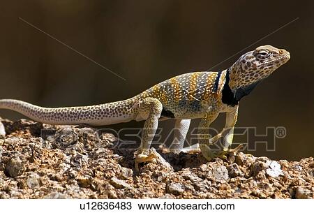 Stock Image - Great Basin Collared lizard (Crotaphytus bicinctores). Fotosearch