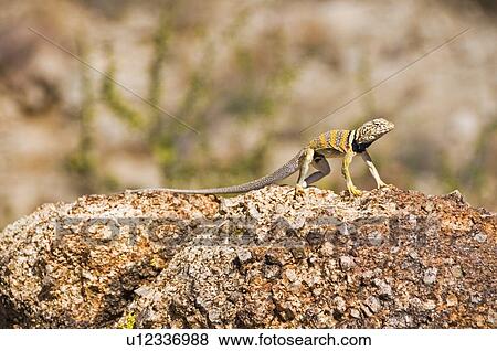 Great Basin collared lizard (Crotaphytus bicinctores) View Large Photo Image Stock Photo - Great Basin collared lizard (Crotaphytus bicinctores). Fotosearch