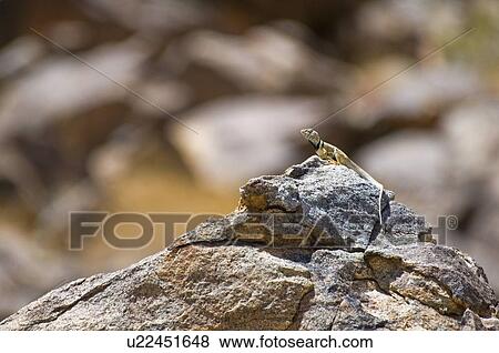 Stock Photo - Great Basin collared lizard (Crotaphytus bicinctores). Fotosearch