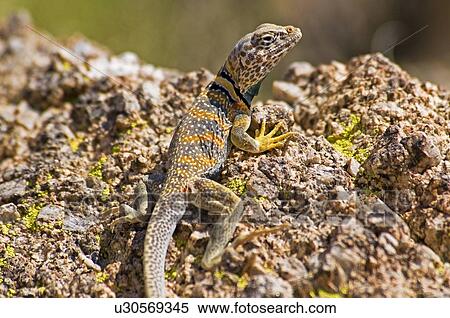 Great Basin collared lizard (Crotaphytus bicinctores) View Large Photo Image Stock Photography - Great Basin collared lizard (Crotaphytus bicinctores). Fotosearch