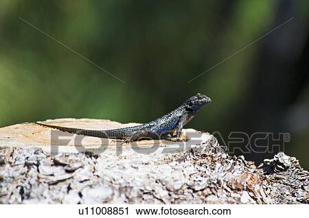 Great Basin fence lizard (Sceloporus occidentalis longipes) View Large Photo Image Stock Image - Great Basin fence lizard (Sceloporus occidentalis longipes) . Fotosearch